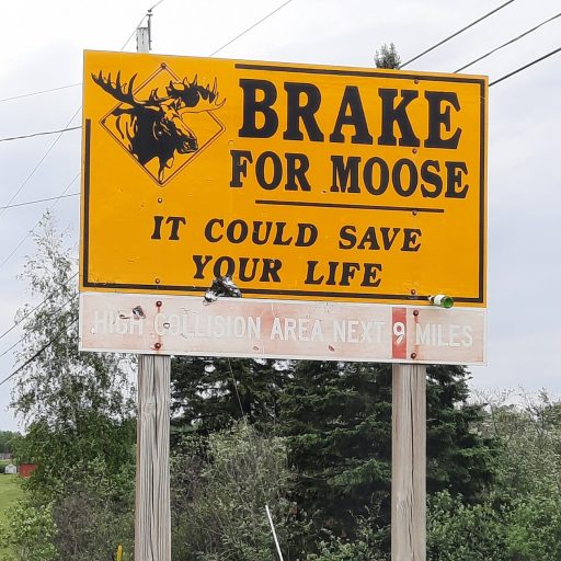 Motorists: Beware of Moose!