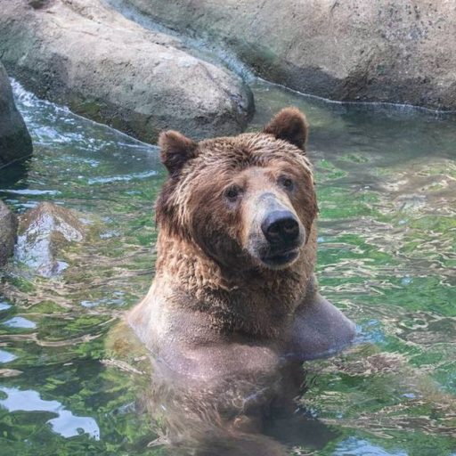Former Yellowstone Grizzly Bear Dies at Zoo